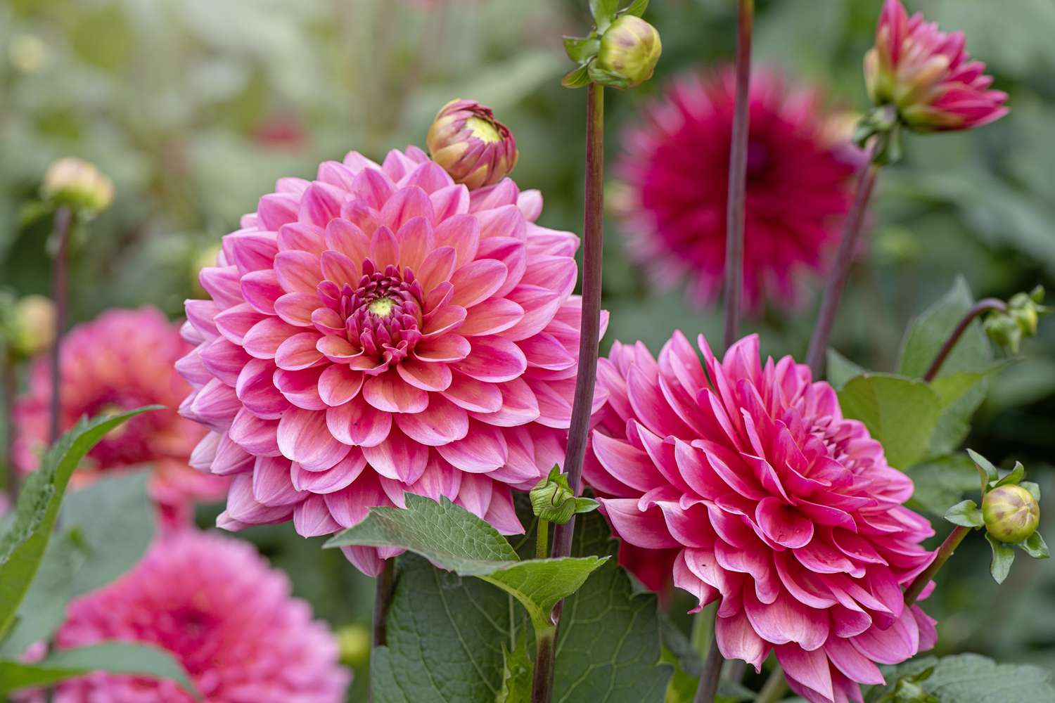 Dahlia Flower: Complete Deep Guide – Genetics, Biology, Beauty Science, Cultivation & Symbolism