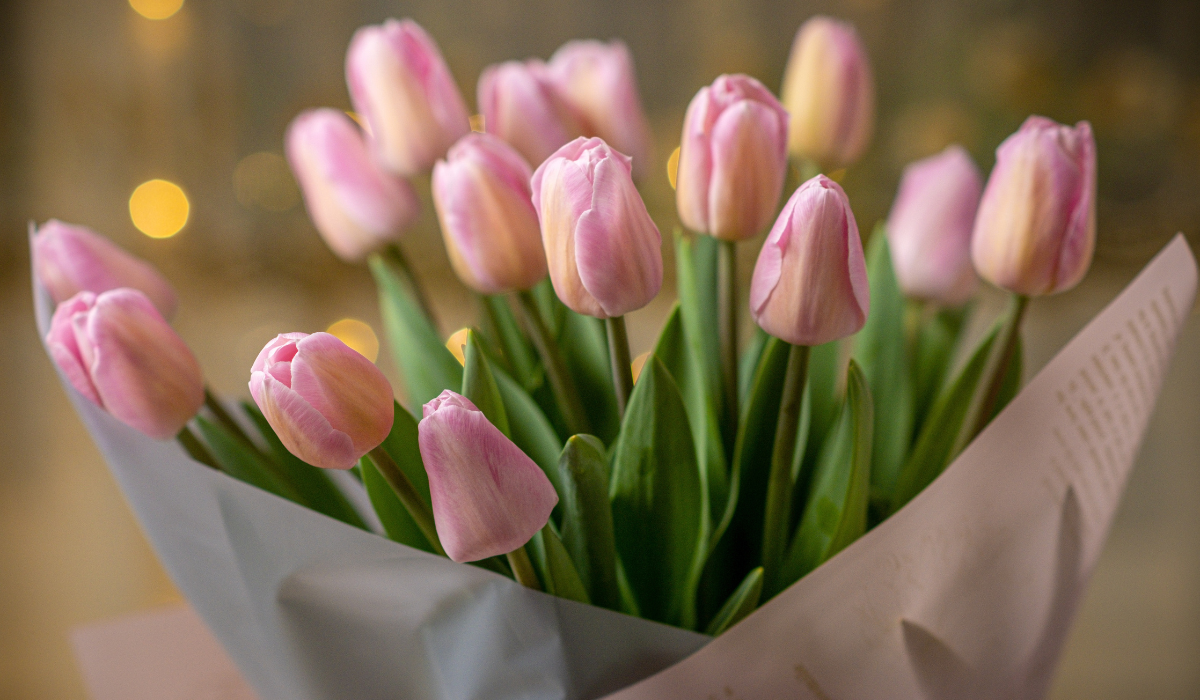 Tulip Flower: Complete Deep Guide – Science, History, Economics, Meaning & Cultivation