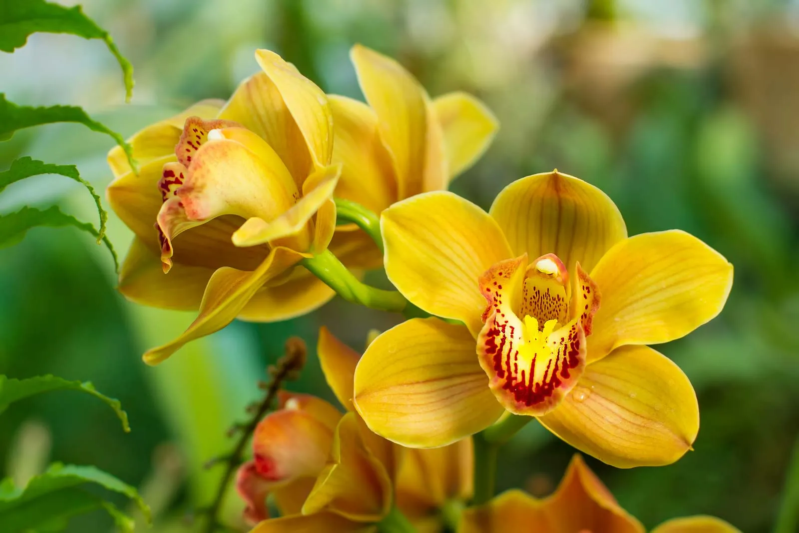 Orchid Flower (Complete Deep Guide) – Biology, Rarity, Evolution, Symbolism, Uses & Science