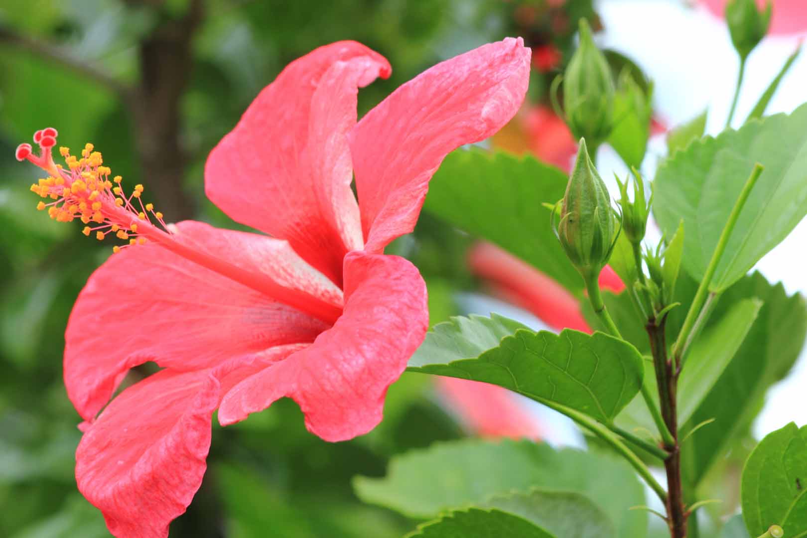 Hibiscus Flower: Complete Deep Guide – Biology, Beauty Science, Uses, Culture & Health Benefits