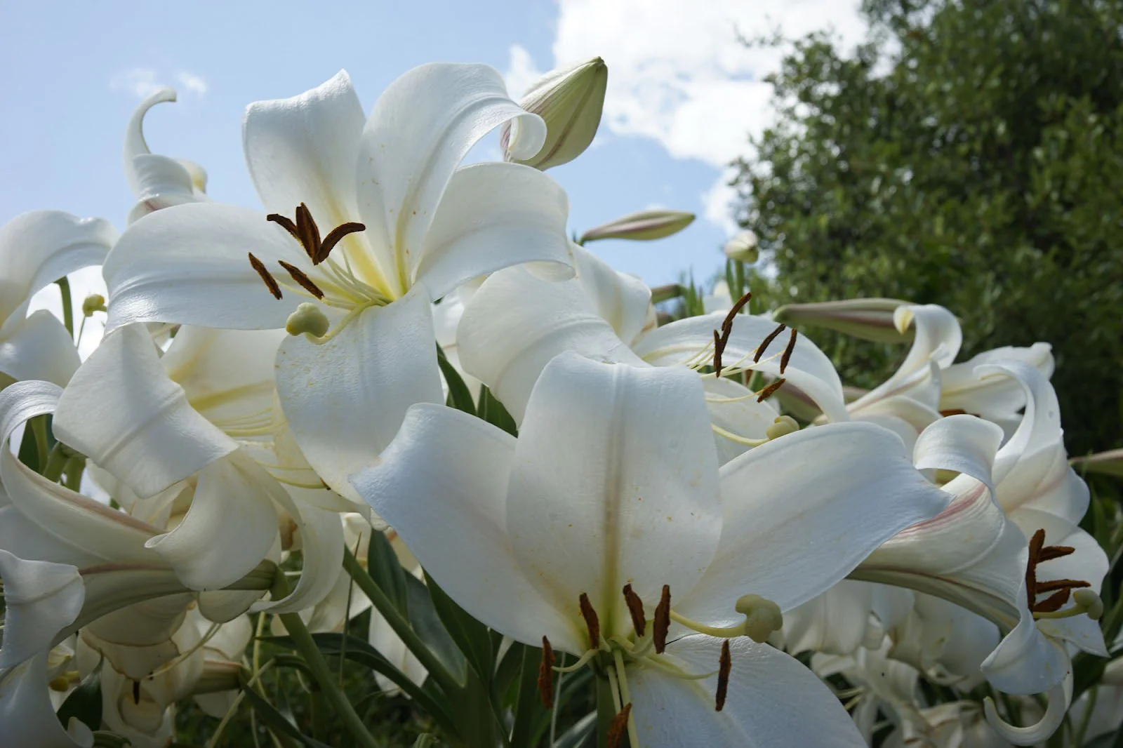 Lily Flower: Complete Deep Guide – Science, Biology, Symbolism, Uses & Cultural Meaning