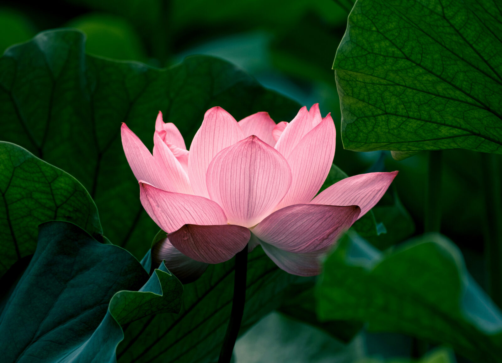 Lotus Flower (Nelumbo): Complete Deep Guide – Science, Spiritual Meaning, Biology, Uses & Cultural Power