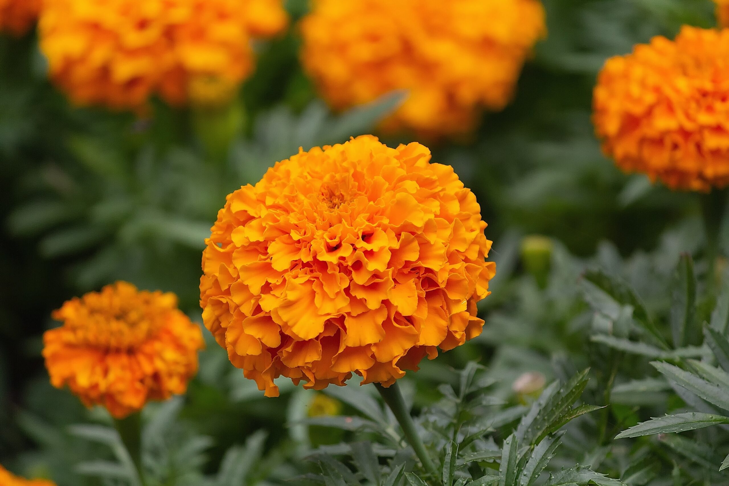 Marigold Flower (Genda): Complete Deep Guide – Science, Culture, Uses, Biology & Symbolism
