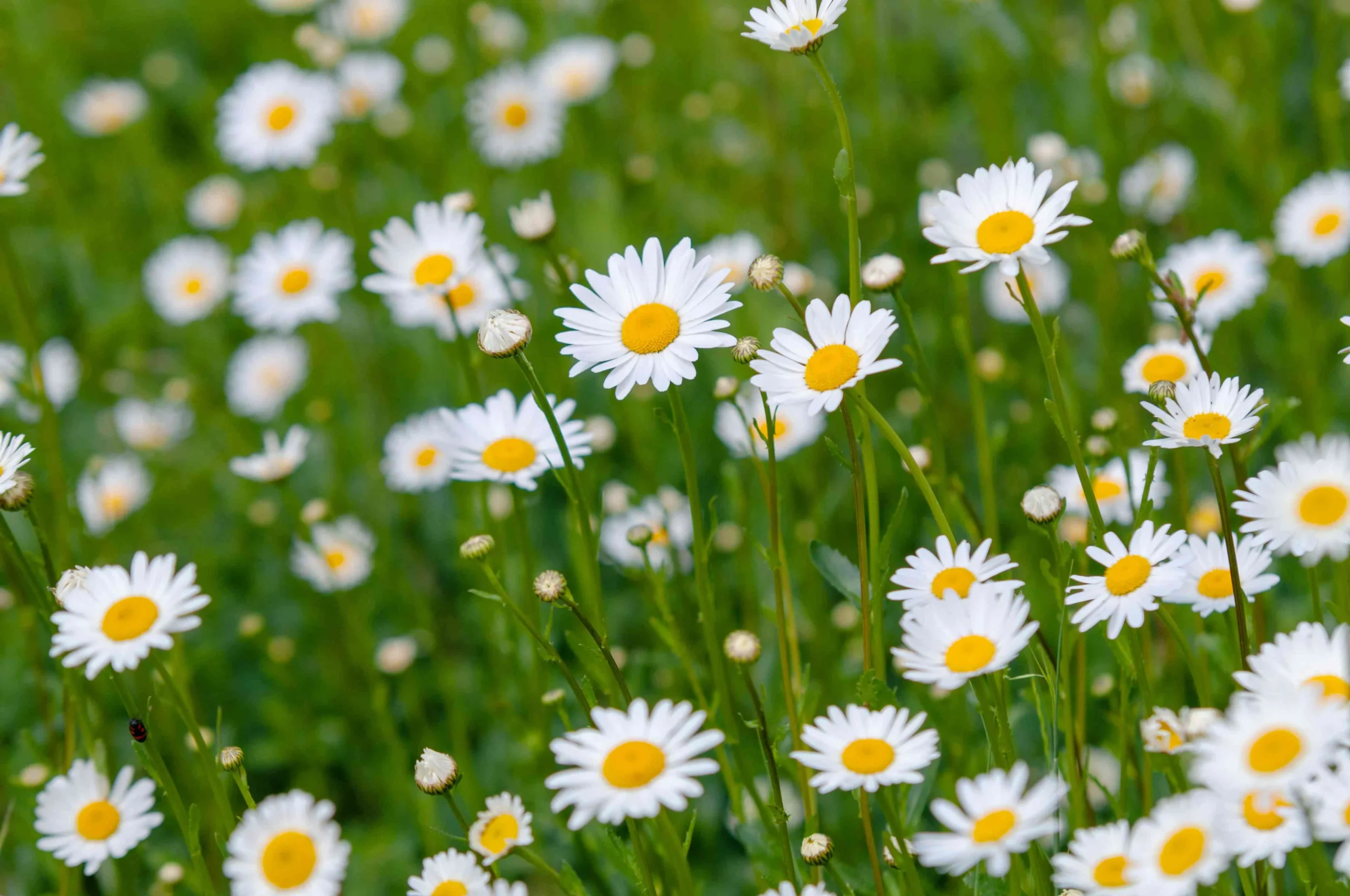 Daisy Flower: Complete Deep Guide – Science, Biology, Psychology, Symbolism, Uses & Nature Role
