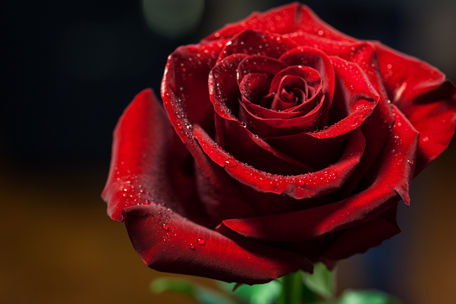 Rose Flower (Deep Advanced Guide): Science, Biology, Meaning, Uses, History & Cultivation