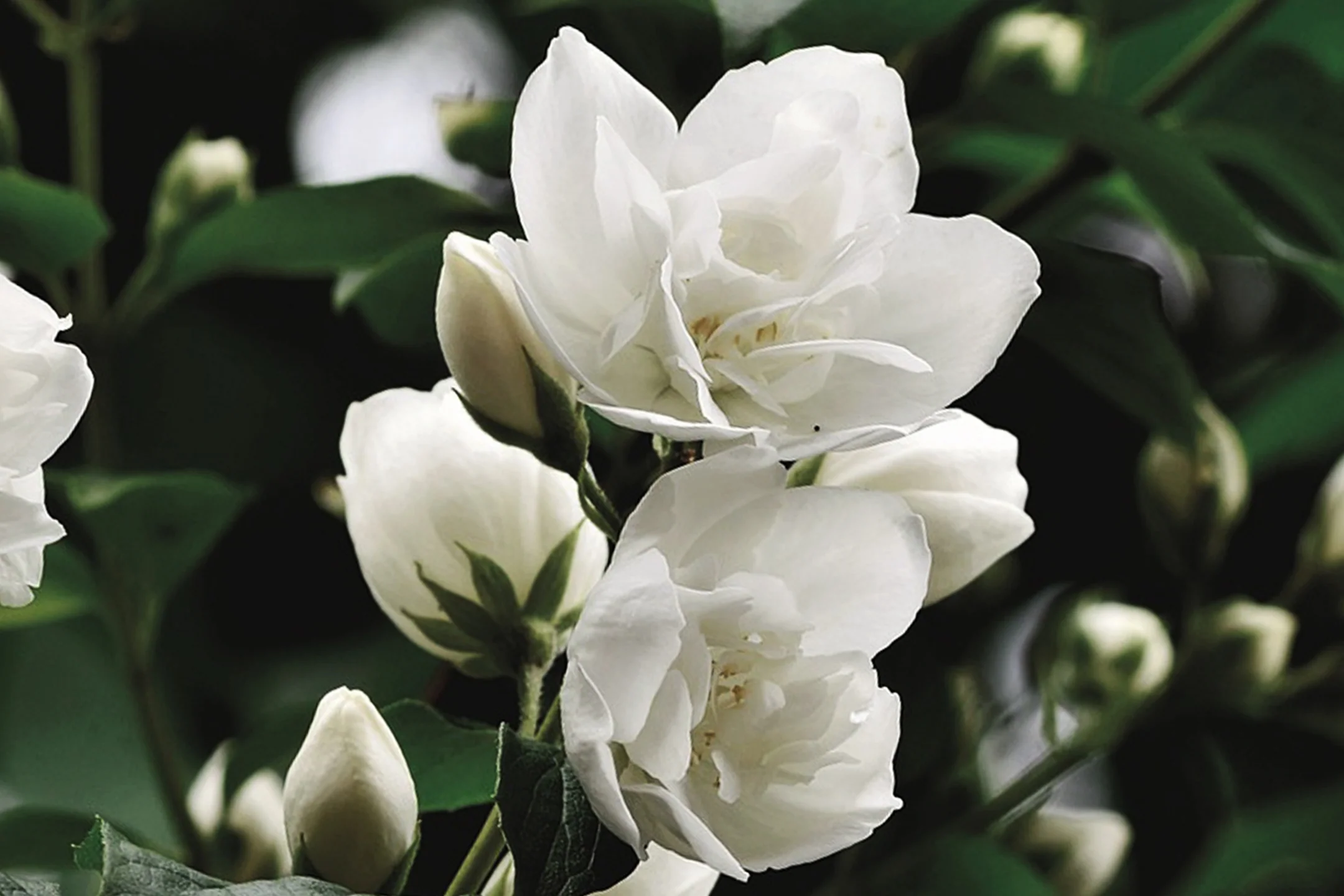 Jasmine Flower (Mogra): Complete Scientific, Cultural, Fragrance & Medicinal Deep Guide