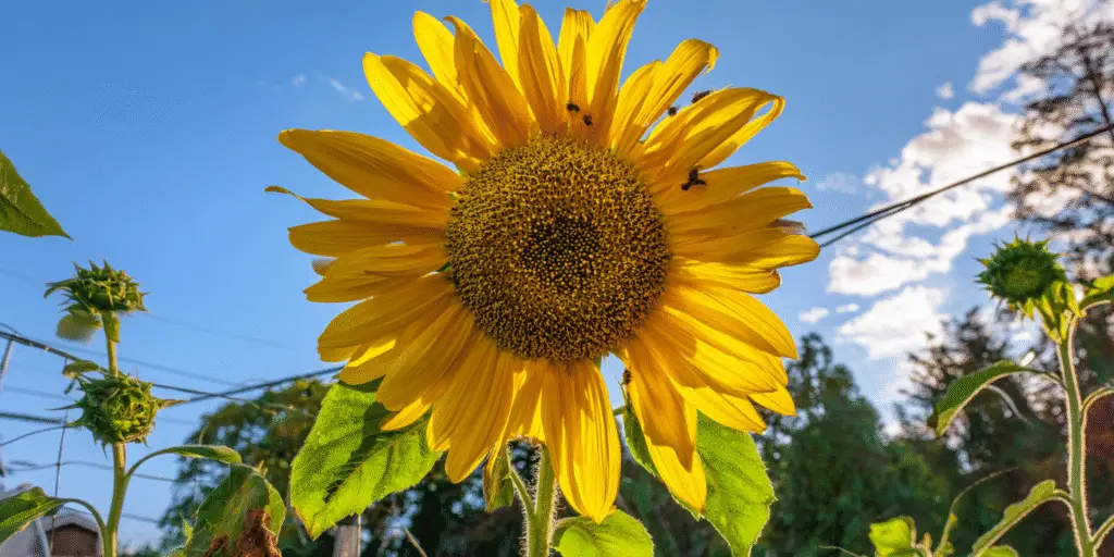 Sunflower (Helianthus): Complete Deep Guide – Science, Movement, Psychology, Uses & Symbolism